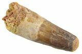 Fossil Spinosaurus Tooth - Feeding Worn Tip #347148-1